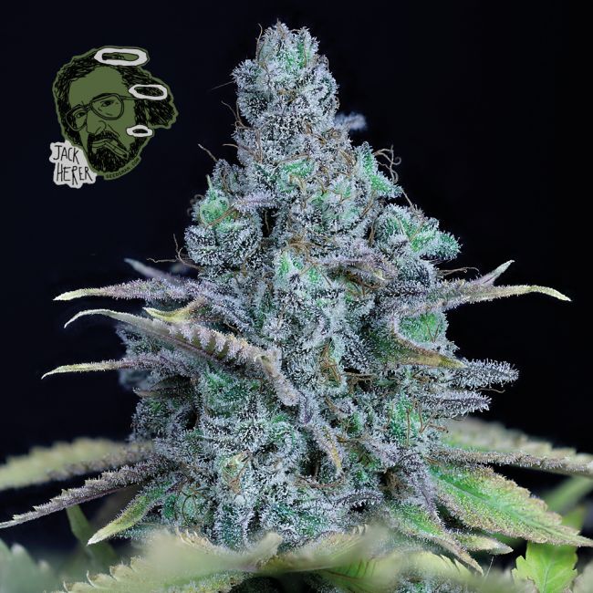 Jack Herer Feminised Seeds - 3