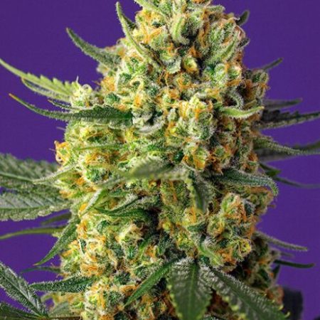 Crystal Candy XL Auto Feminised Seeds - 3