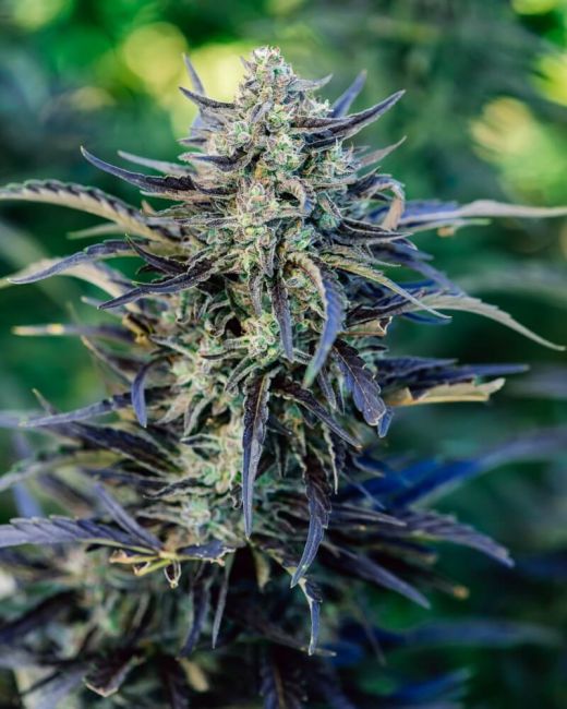 Fog Dog Auto Feminised Seeds - 5+1