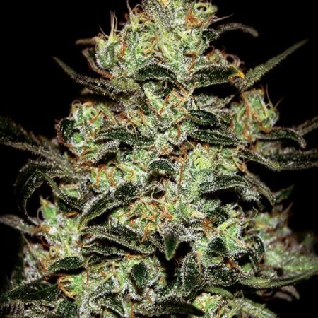 Moby Dick Feminised Seeds - 5