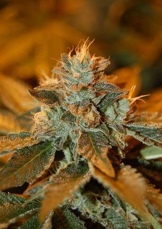 Cataract Kush Feminised Seeds - 3