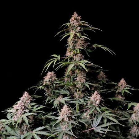 Amnesia Zkittlez Auto Feminised Seeds - 5