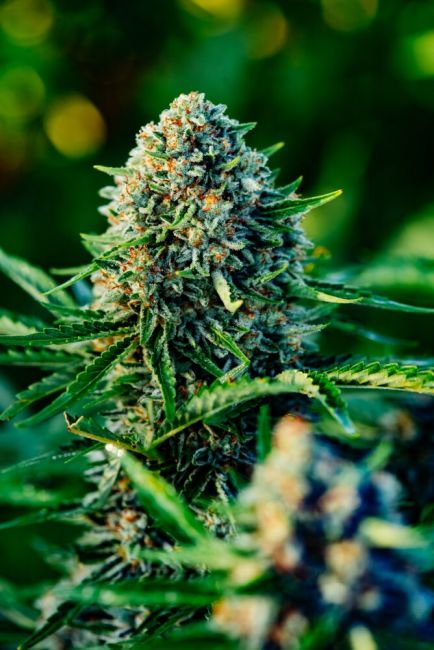 Gummibears Auto Feminised Seeds - 5+1