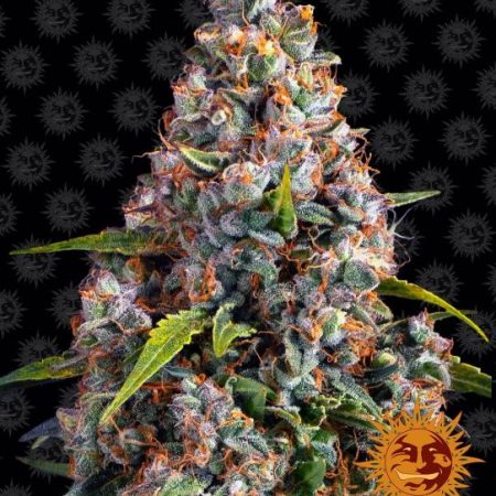 Strawberry Cheesecake Auto Feminised Seeds - 5