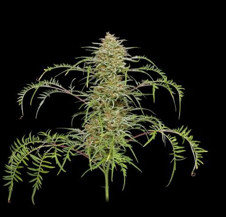 Freakshow Feminised Seeds - 5