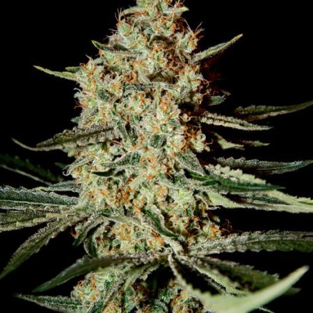 Himalayan Gold Feminised Seeds - 5