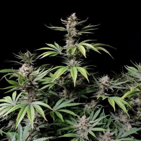 Cherry Cola Auto Feminised Seeds - 5