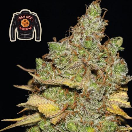 Badazz Cookies OG Feminised Seeds - 3
