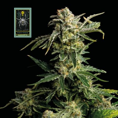 White Widow Feminised Seeds - 3