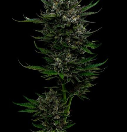 All Gas OG Feminised Seeds - 5