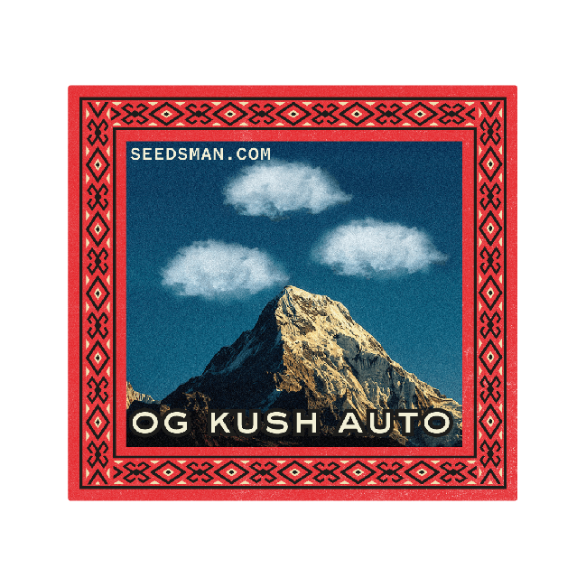 OG Kush Auto Feminised Seeds - 3