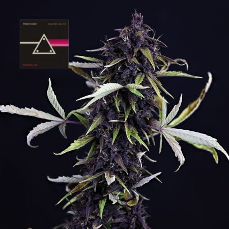 Pink Kush CBD 30:1 Auto Feminised Seeds - 3