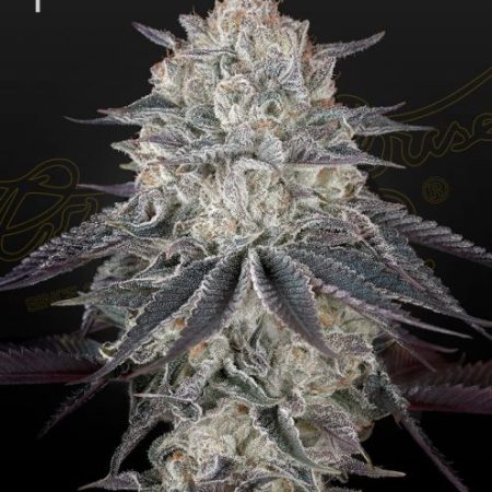 Fullgas Feminised Seeds - 5