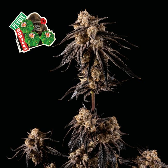 Peyote Gorilla Feminised Seeds - 3