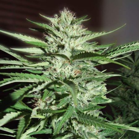 Pineapple Express Feminised Seeds - 5