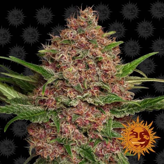 Purple Punch Auto Feminised Seeds - 5