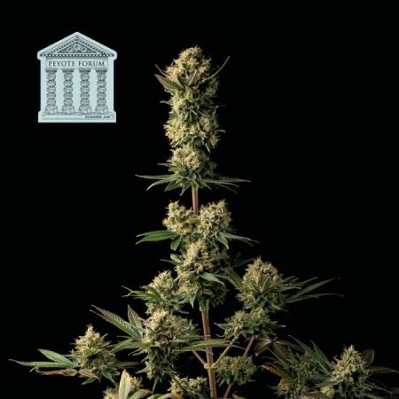 Peyote Forum Feminised Seeds - 3