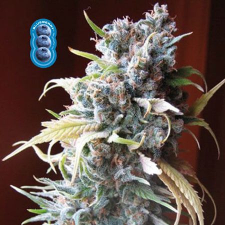 Blueberry Feminised Seeds - 3