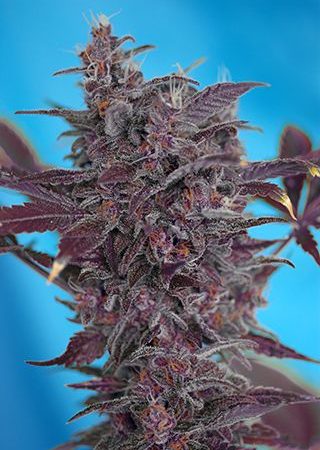 Black Cream Auto Feminised Seeds - 3