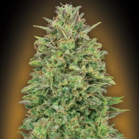 00 Skunk Feminised Seeds - 5