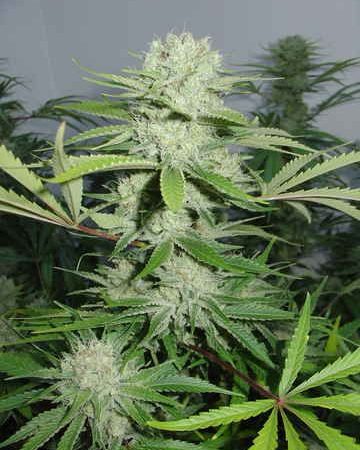 Cannalope Haze Feminised Seeds - 3