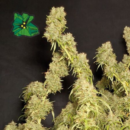 Green Crack Auto Feminised Seeds - 3