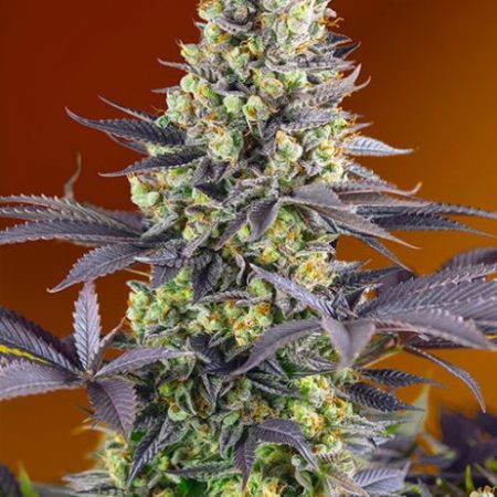 Sweet Zenzation Feminised Seeds - 3