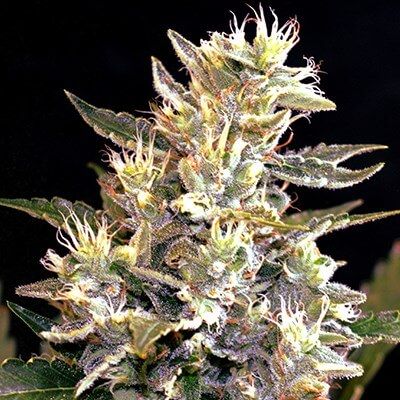 Sunset Vibes Auto Feminised Seeds - 5