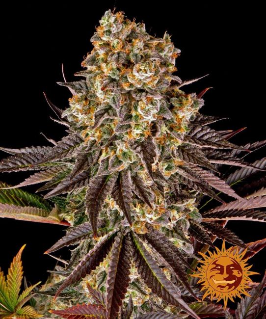 Gelato 45 Feminised Seeds - 5