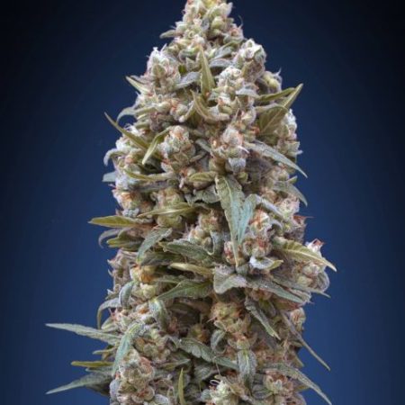 00 Kush Feminised Seeds - 5
