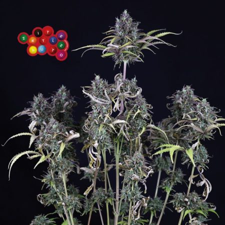 Zkittlez Auto Feminised Seeds - 3
