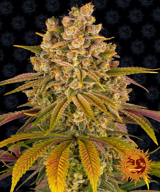 Lemon Tree Feminised Seeds - 5