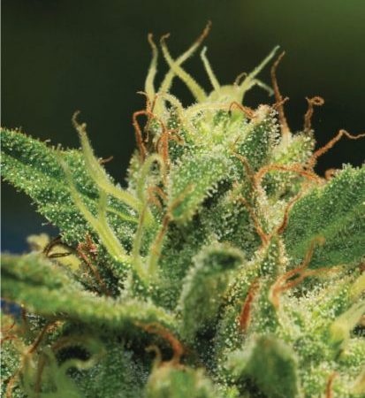 Humboldt Sour Diesel Feminised Seeds - 5