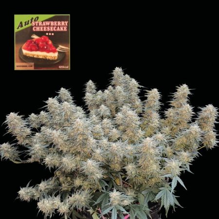 Strawberry Cheesecake Auto Feminised Seeds - 3