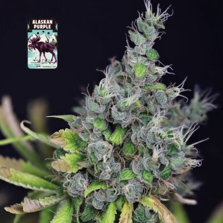 Alaskan Purple Feminised Seeds - 3