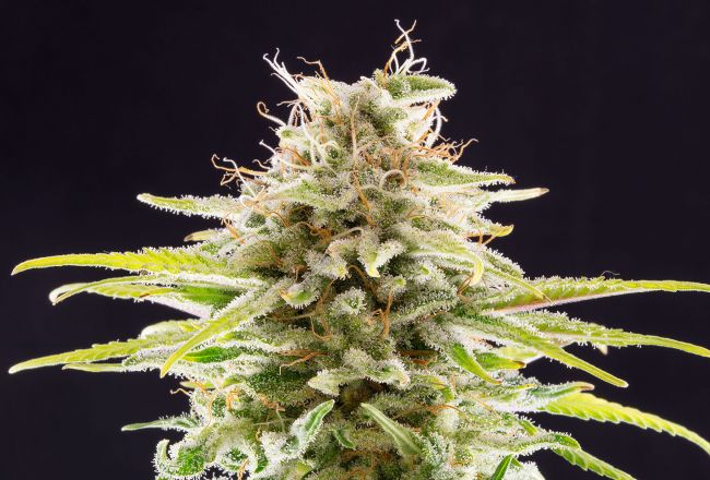 OG Kush Feminised Seeds - BULK x 25