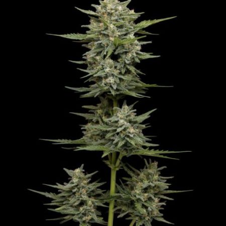 Vanilla Latte Auto Feminised Seeds - 5