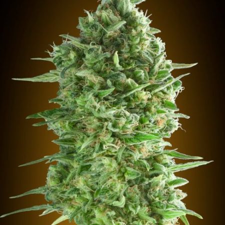 Do-Si-Dos Cookies Feminised Seeds - 5