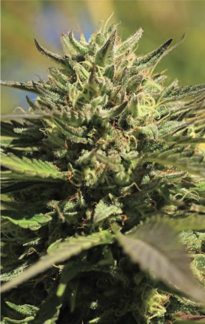 OG Kush Feminised Seeds -5