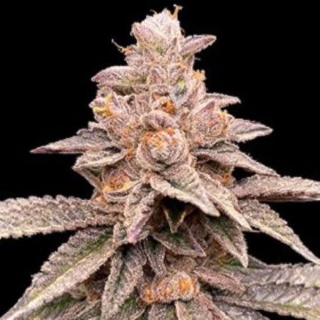Banana Latte Feminised Seeds - 5