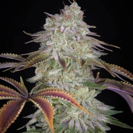 AlienZ Feminised Seeds - 5