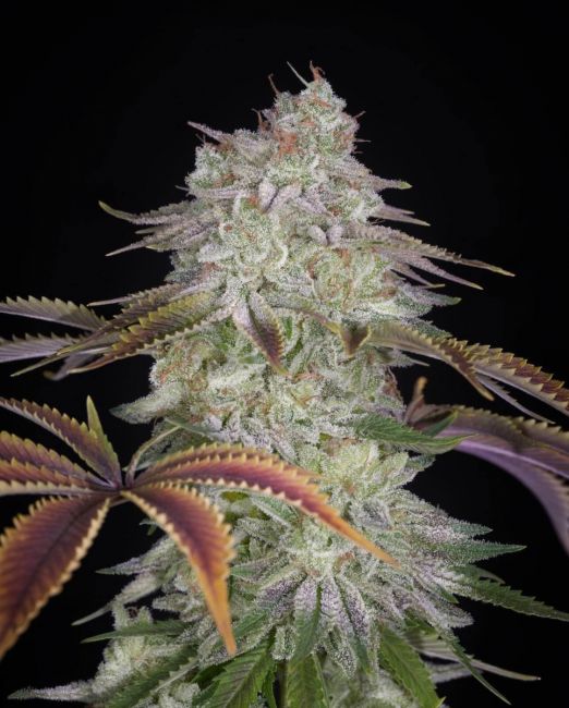 AlienZ Feminised Seeds - 5
