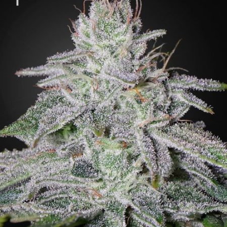 Francos Lemon Cheese Feminised Seeds - 5