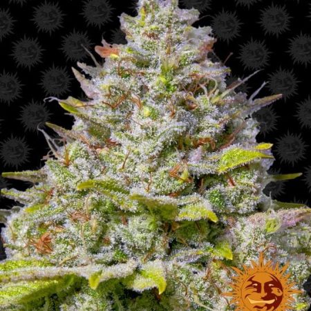 Blue Gelato 41 Feminised Seeds - 5