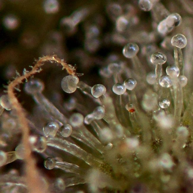 Gorilla Glue Auto Feminised Seeds - BULK x 25