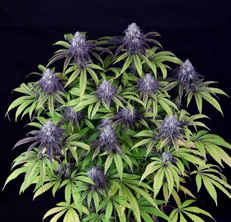 Peyote Wi-Fi CBD 2:1 Feminised Seeds - 3
