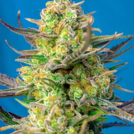 Sweet Cheese XL Auto Feminised Seeds - 3
