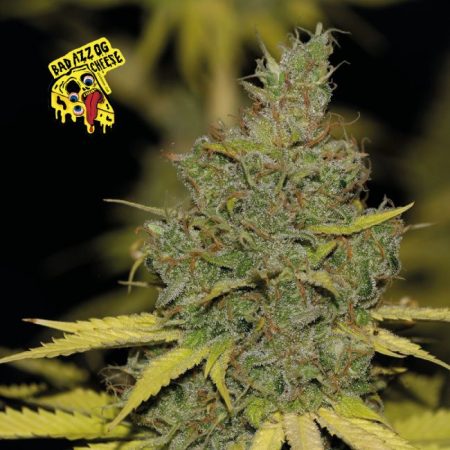 Badazz OG Cheese Feminised Seeds - 3