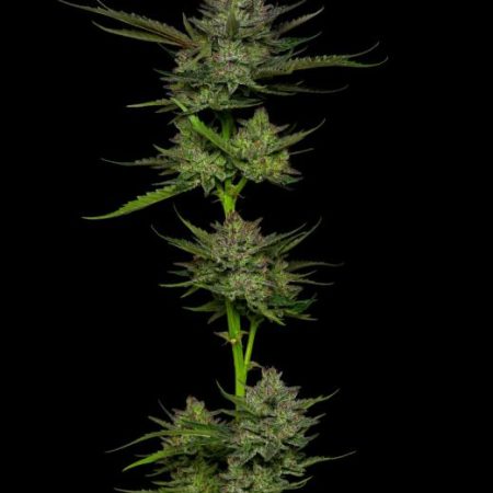 Sour Apple Auto Feminised Seeds - 5