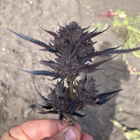 GMO Auto Feminised Seeds - 5+1